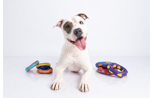 Dur - Dog Toy - Ring LARGE - 1 piece