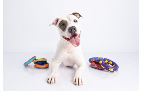 Dur - Dog Toy - Ring LARGE - 1 Stuk