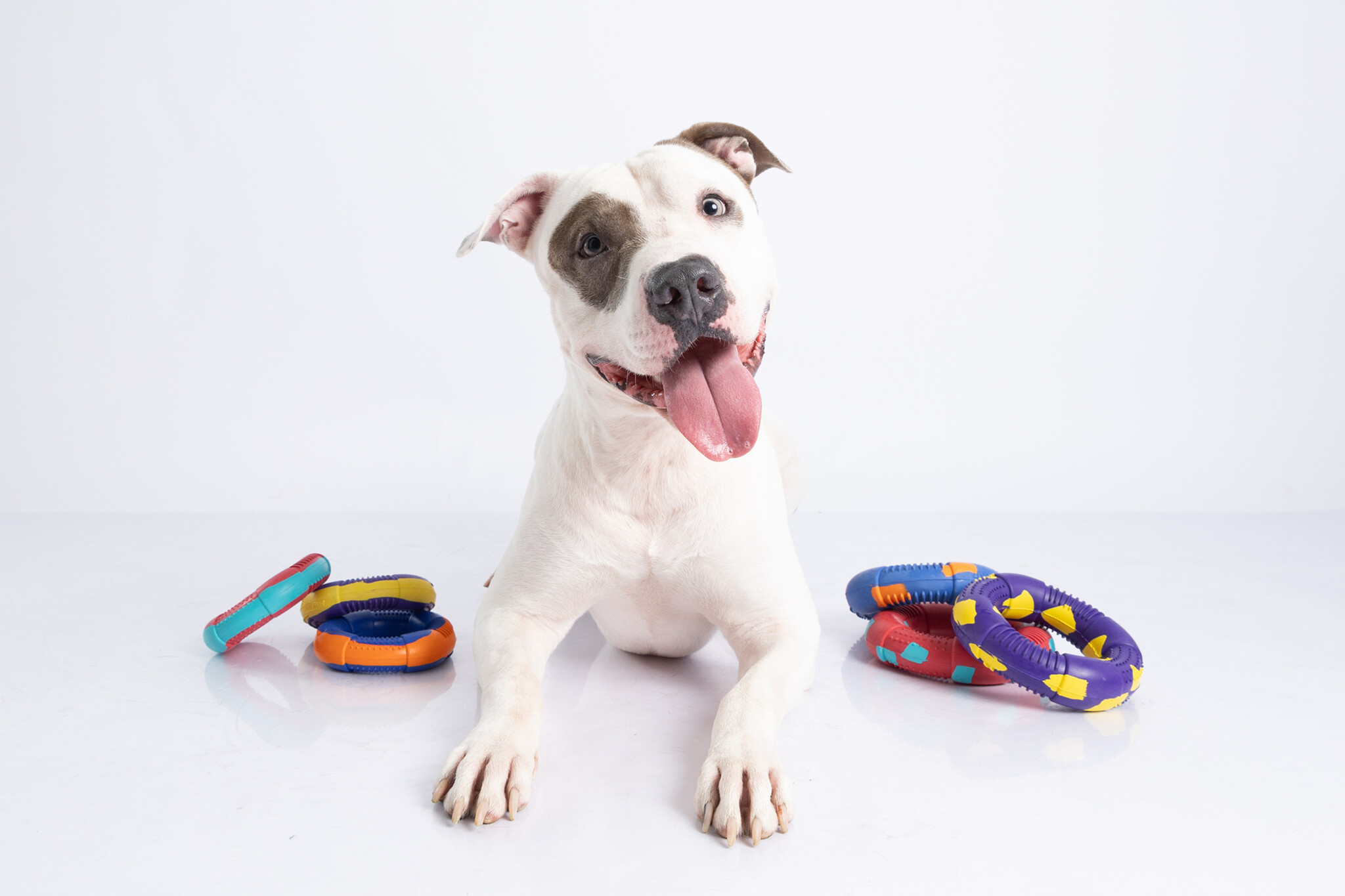 Dur - Dog Toy - Ring LARGE - 1 Stuk