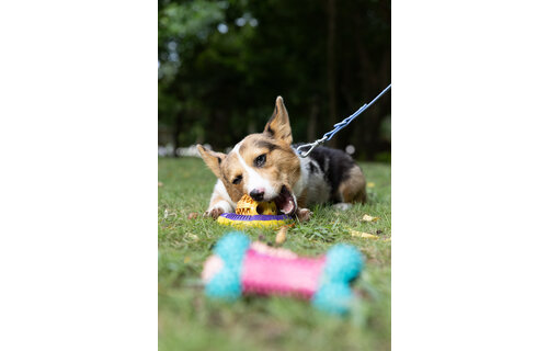 Dur - Dog Toy - Ring MEDIUM - 1 Stuk