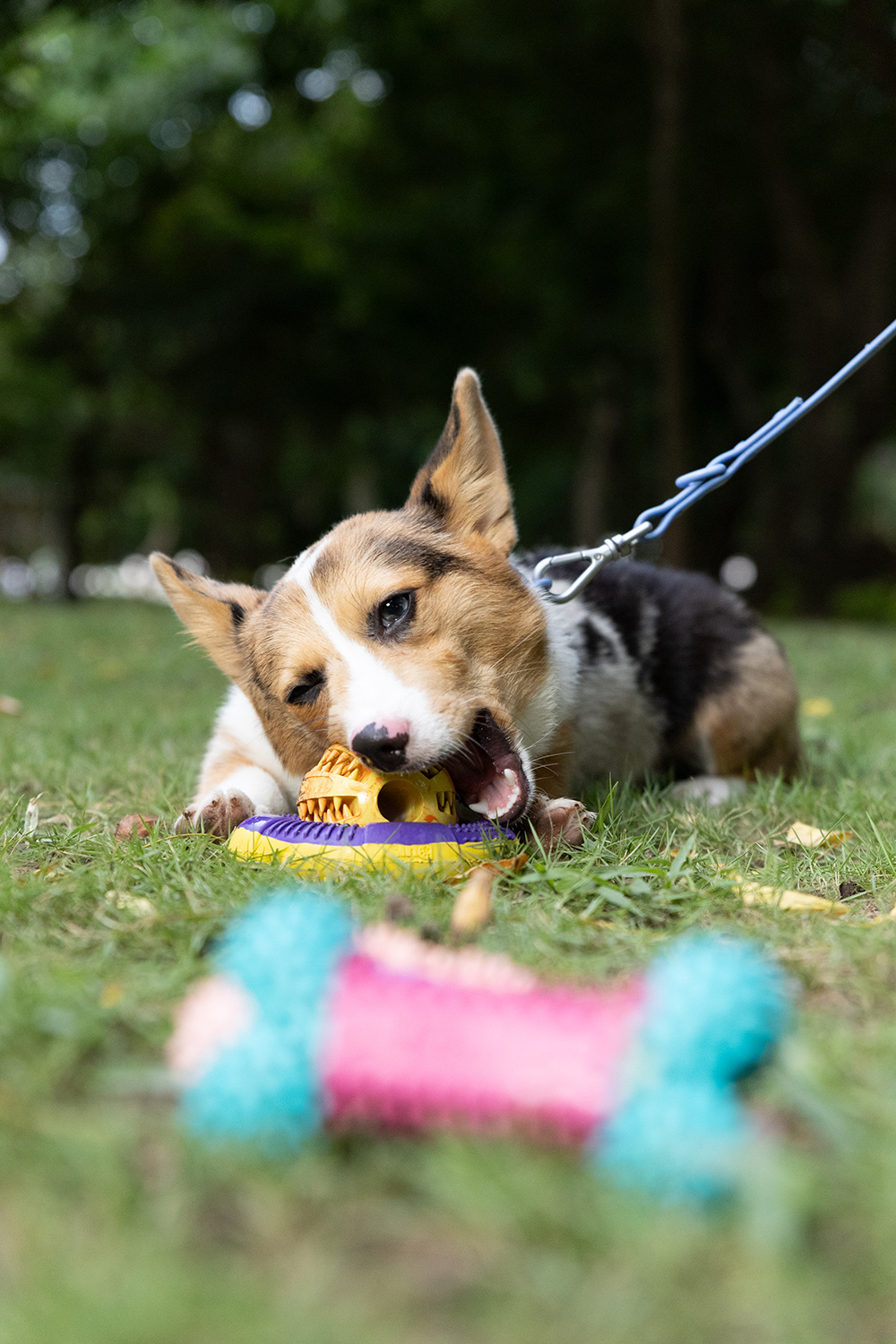 Dur - Dog Toy - Ring MEDIUM - 1 Stuk