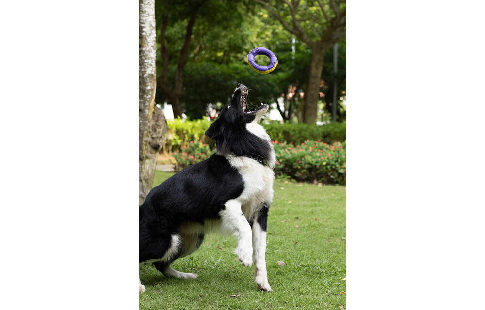 Dur - Dog Toy - Ring MEDIUM - 1 piece