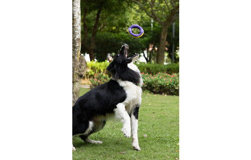 Dur - Dog Toy - Ring MEDIUM - 1 Stuk