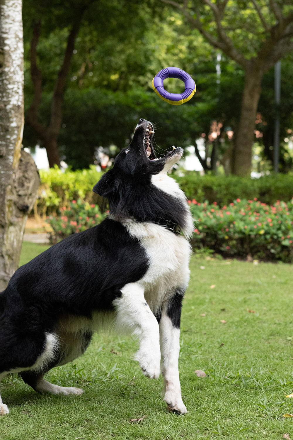 Dur - Dog Toy - Ring MEDIUM - 1 Stuk