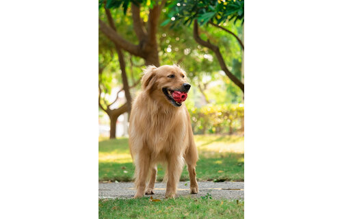 Dur - Dog Toy - Ball MEDIUM - 1 Stuk