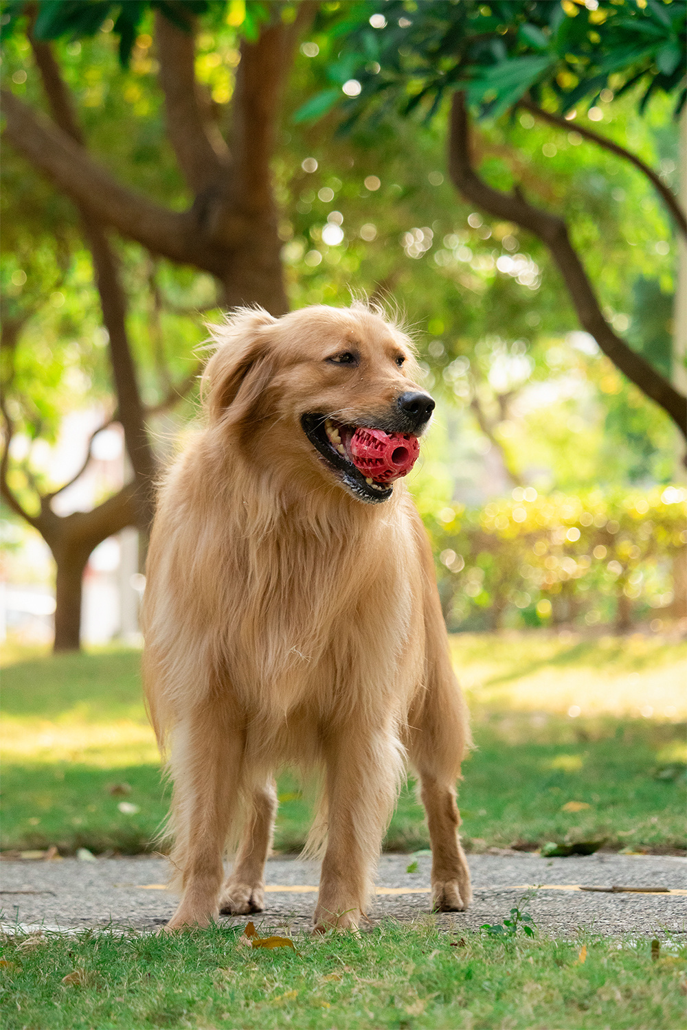 Dur - Dog Toy - Ball MEDIUM - 1 Stuk