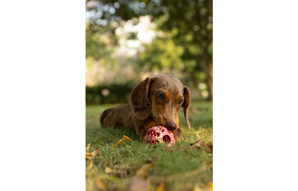 Dur - Dog Toy - Ball MEDIUM - 1 piece
