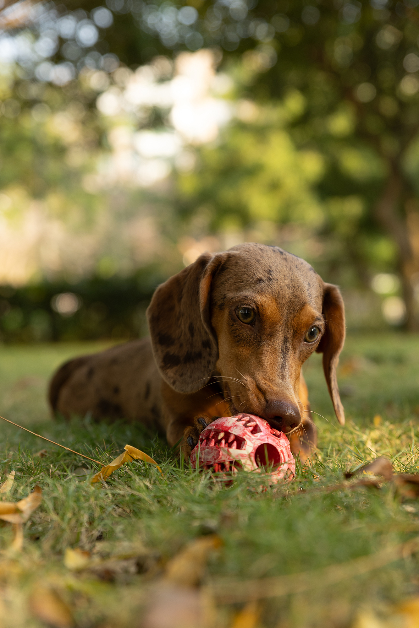 Dur - Dog Toy - Ball MEDIUM - 1 Stuk