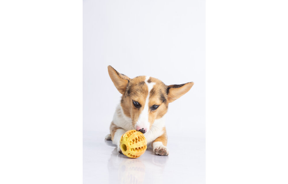 Dur - Dog Toy - Ball MEDIUM - 1 Stuk