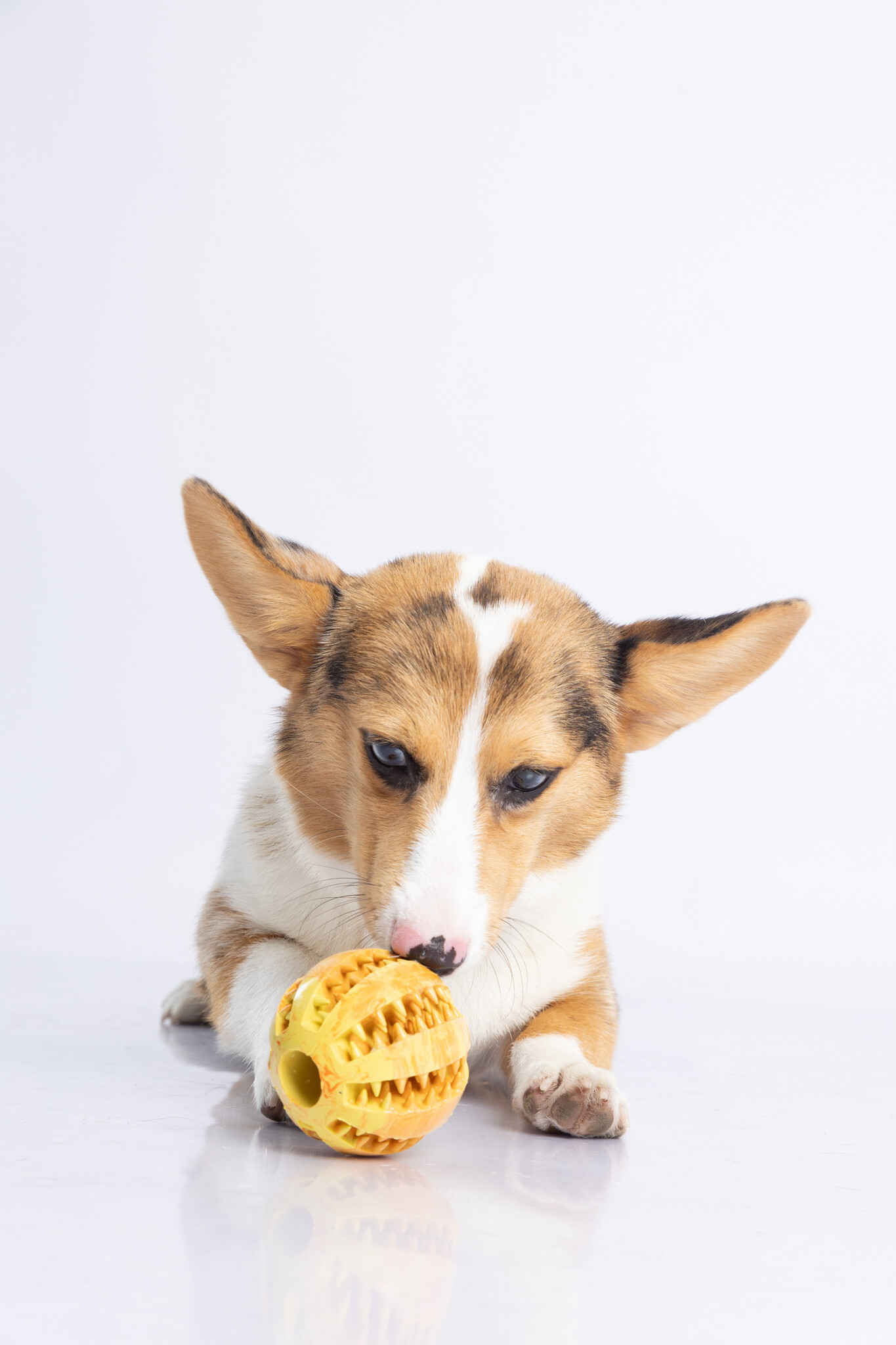 Dur - Dog Toy - Ball MEDIUM - 1 Stuk