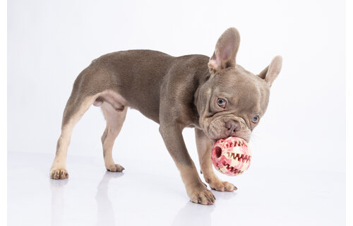 Dur - Dog Toy - Ball MEDIUM - 1 Stuk