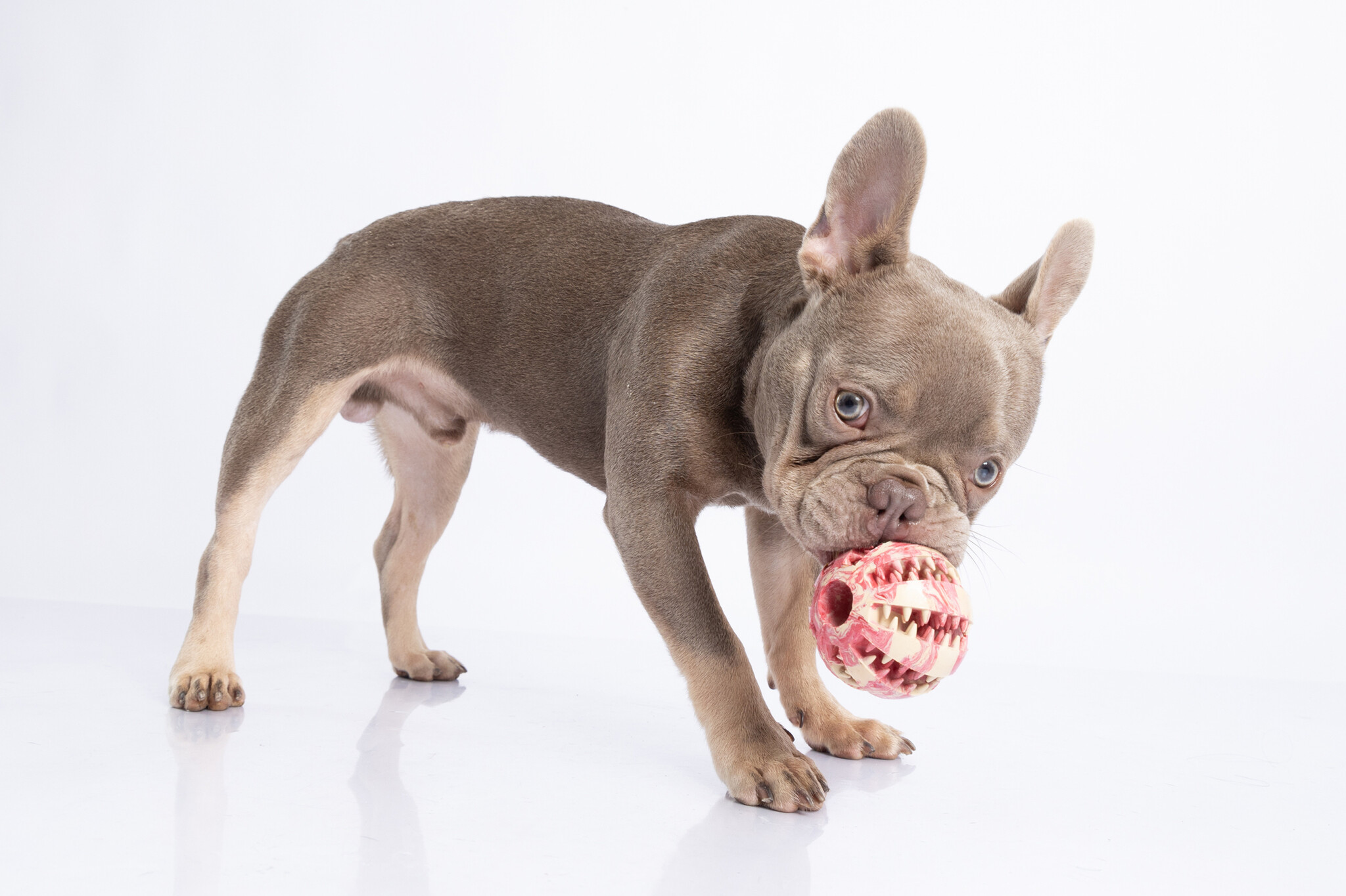 Dur - Dog Toy - Ball MEDIUM - 1 Stuk