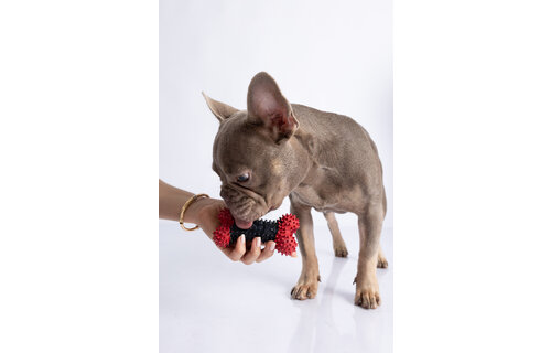 Dur - Dog Toy - Bone Small - 1 piece