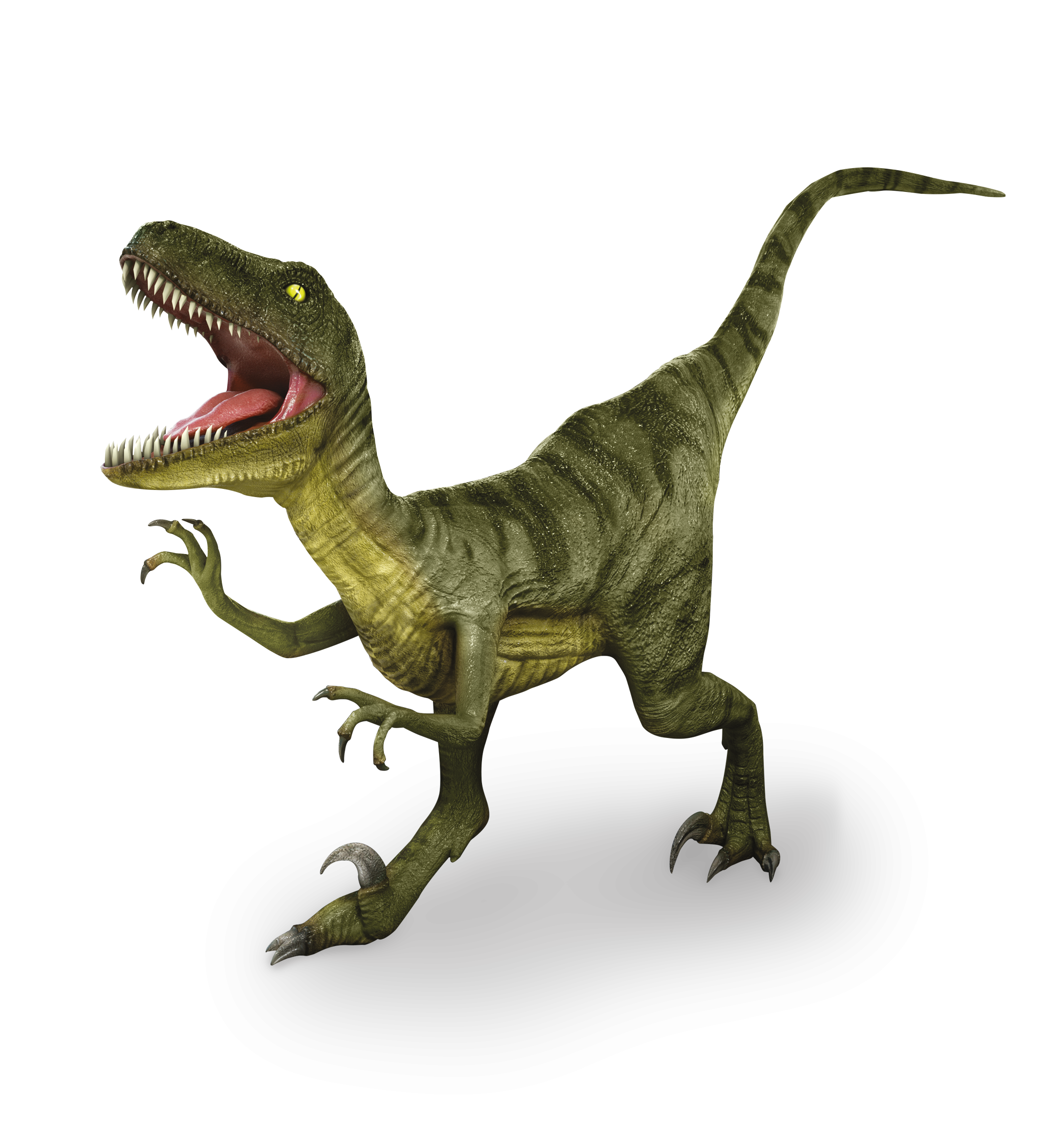 Raptor Liner  Service