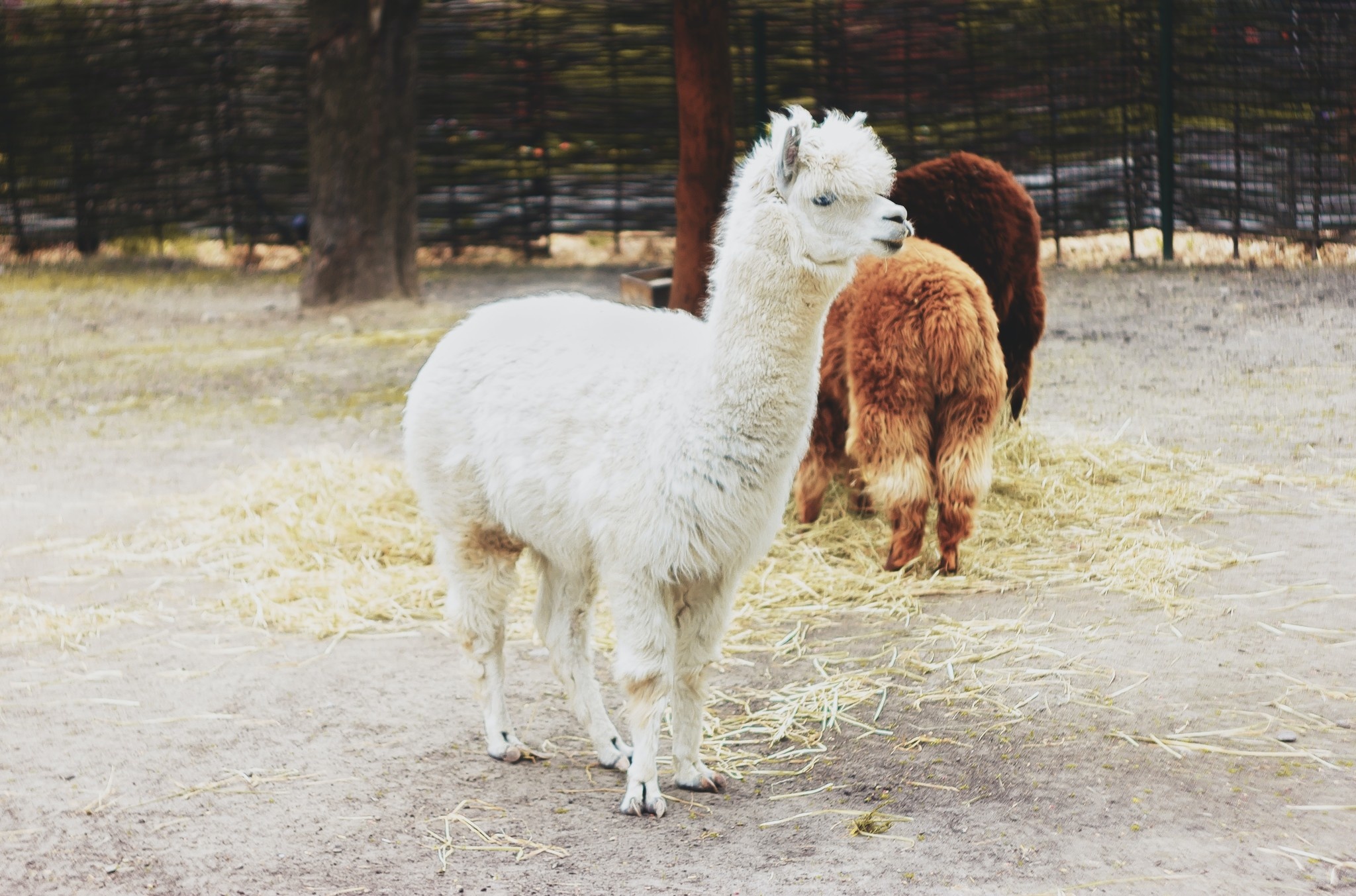 Direct Look into the Face of an Alpaca Fleece Blanket