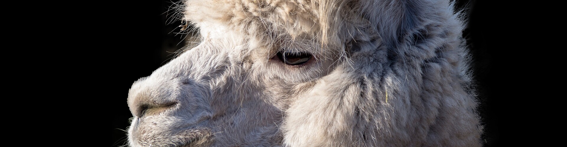 Alpacawol, het goud van de Andes