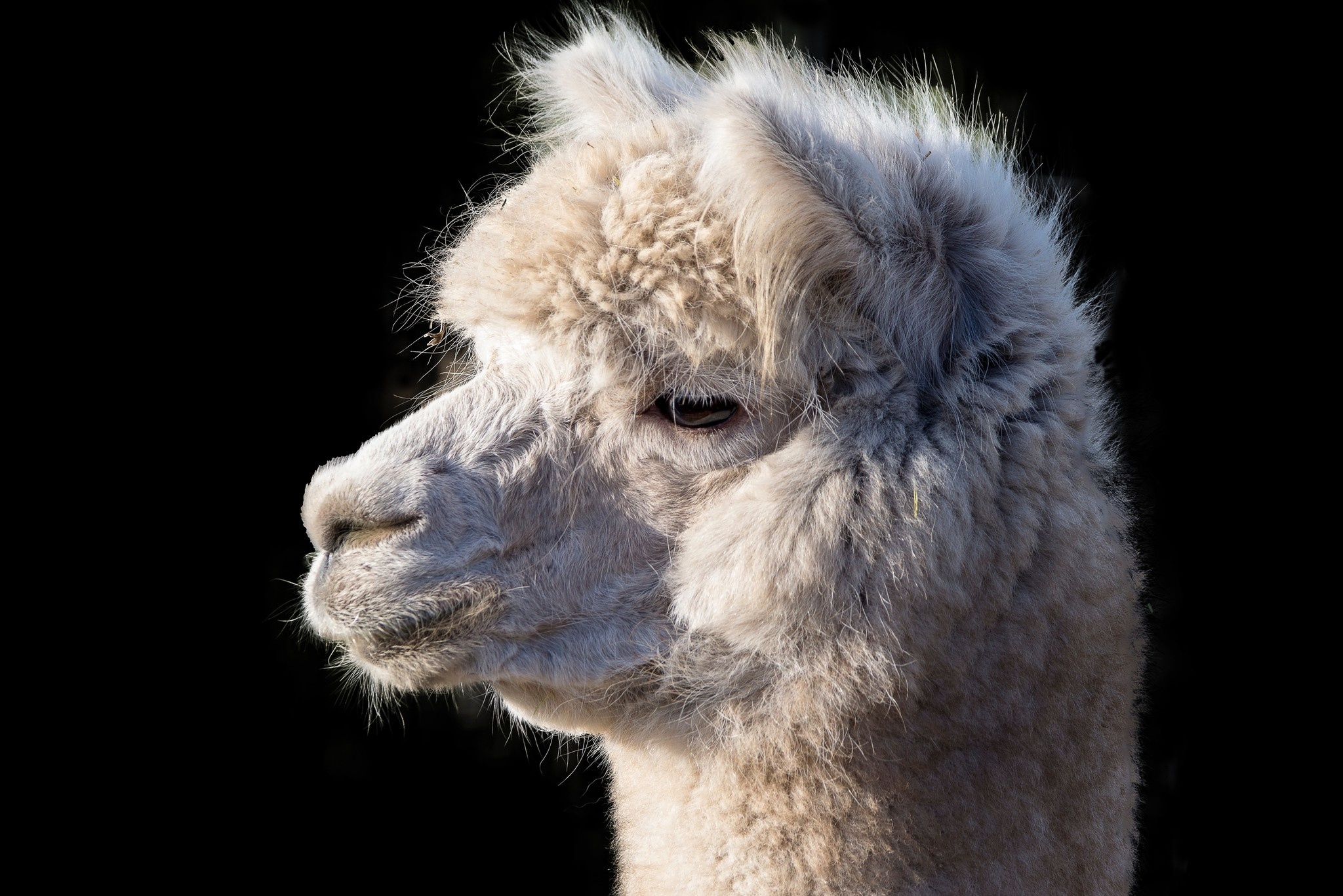 Alpaca wool, the gold of the Andes - Blog post - Ecuafina - EcuaFina