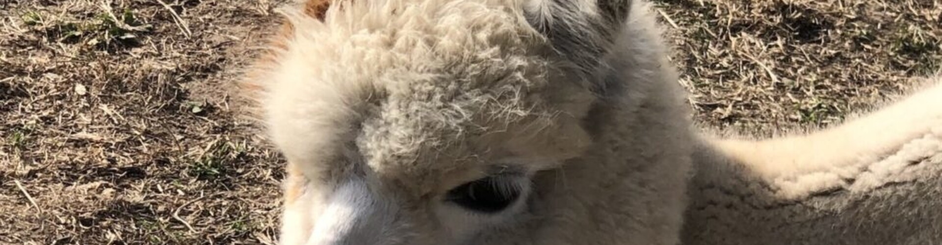 Wat moet je weten over het opvoeden van alpaca's?