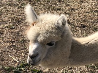Wat moet je weten over het opvoeden van alpaca's?
