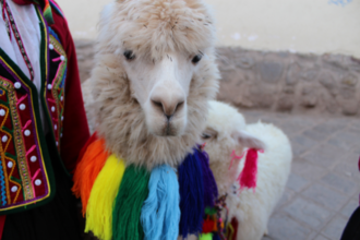 Wat is er zo speciaal aan alpacawol?