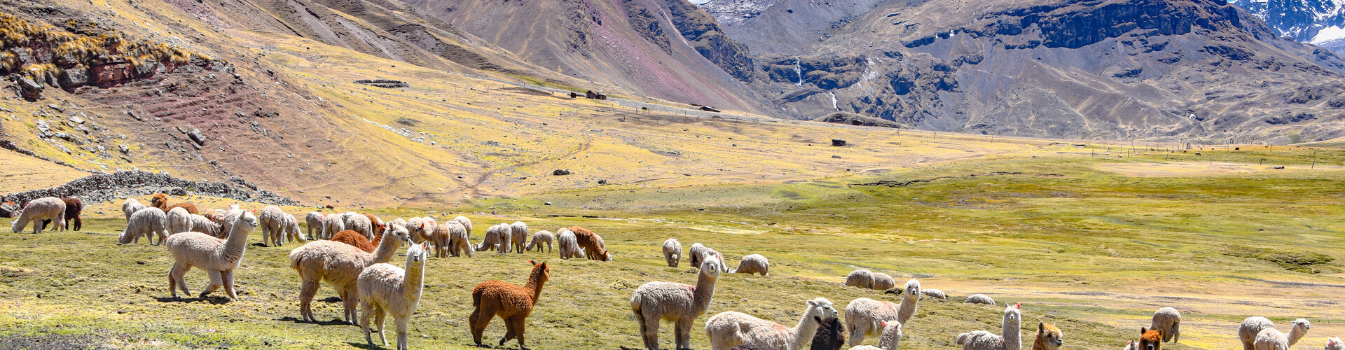 Wat is alpaca wol en waarom is het zo populair?