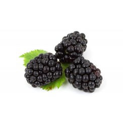 BLACKBERRY