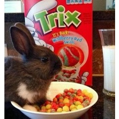 SILLY RABBIT CEREAL