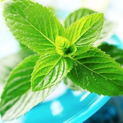 SPEARMINT