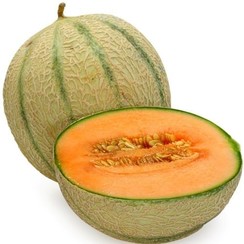 CANTALOUPE