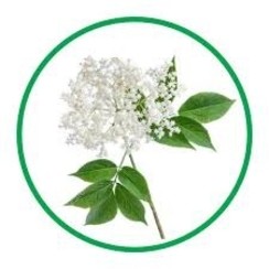 ELDERFLOWER