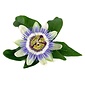 AW FLAVOR PASSION FLOWER
