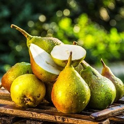 PACIFIC PEAR