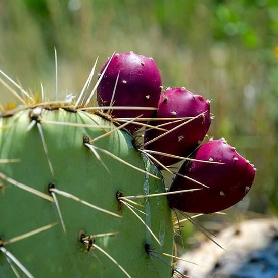 AW FLAVORS PREMIUM SONORAN SUNRISE