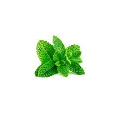 FRESH SPEARMINT