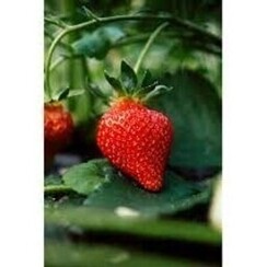 INDO STRAWBERRY #2  1ML   -