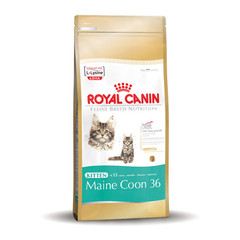 Royal Canin Main Coon Kitten 400 gr.