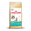 Royal Canin Main Coon Kitten 2 kg.