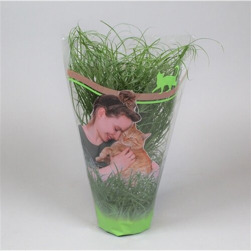 Plant voor katten (Kattengras) 1 st.