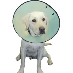 Company of Animals Smart collar nr. 5.