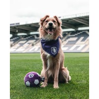 Beerschot Bandana