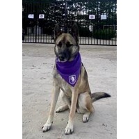 Beerschot Bandana