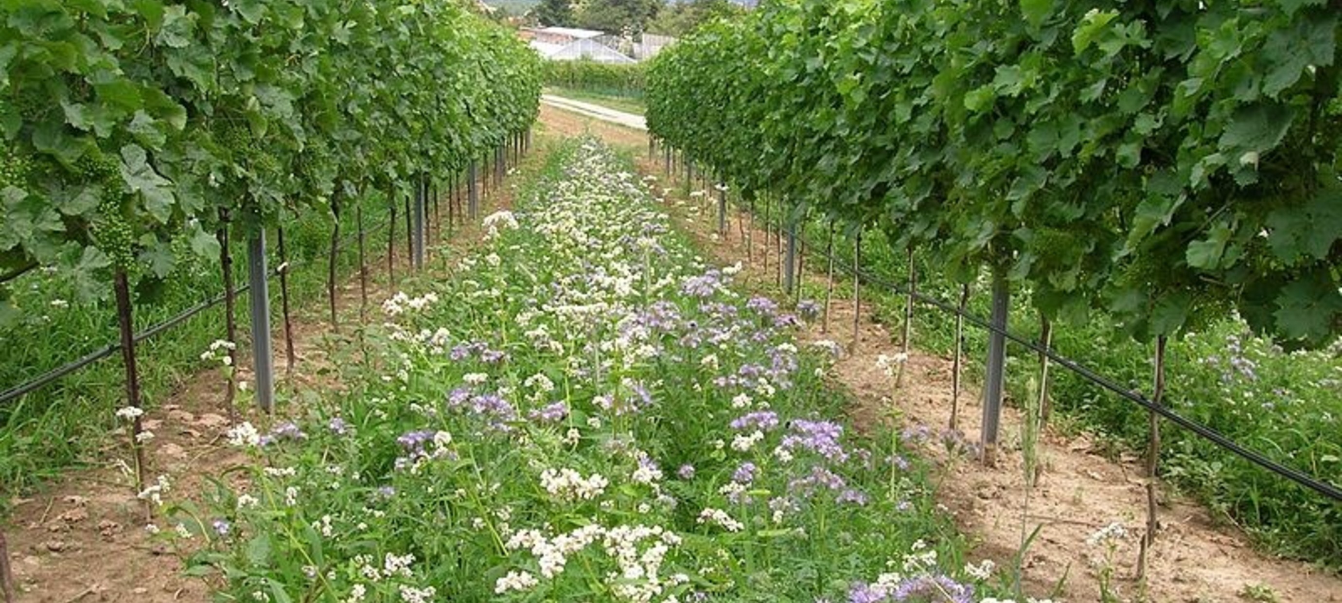 Biodynamische wijn