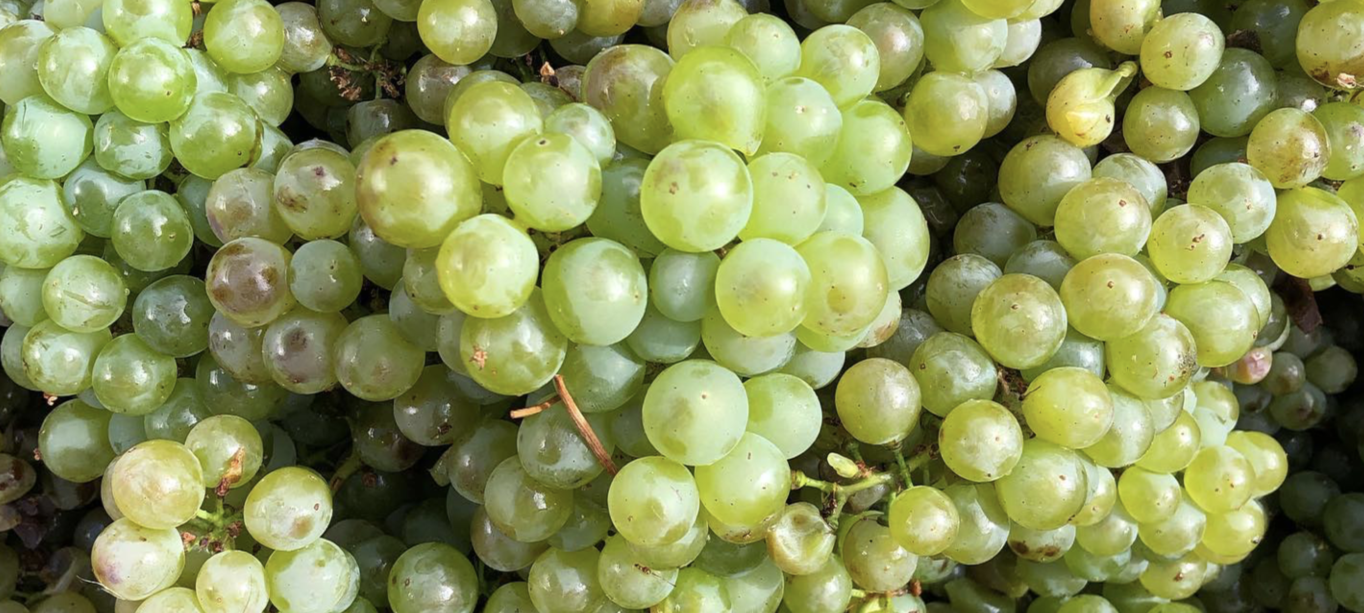 Witte wijnen uit Italië die je moet kennen!