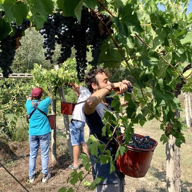 Passione Natura Tasting Case (Abruzzo)