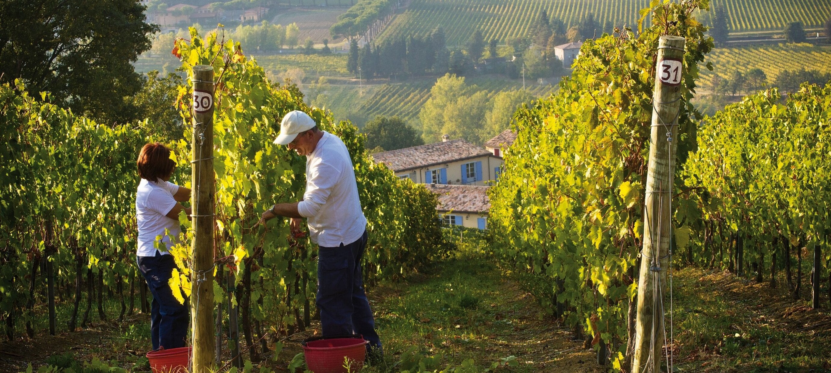 De Vendemmia, een prachtige en cruciale traditionele oogstwijze in de Italiaanse wijnwereld!