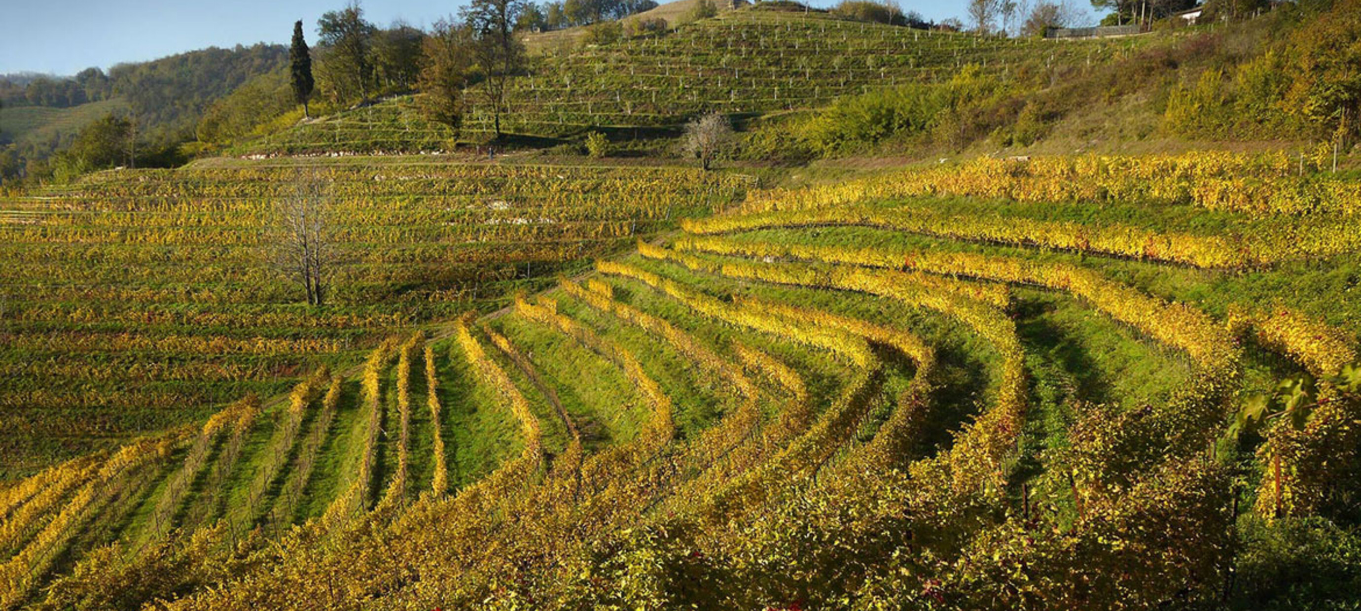 De Timorasso druif, een zeldzame schat uit Piemonte!