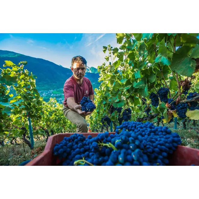 Chateau Feuillet Tasting Case