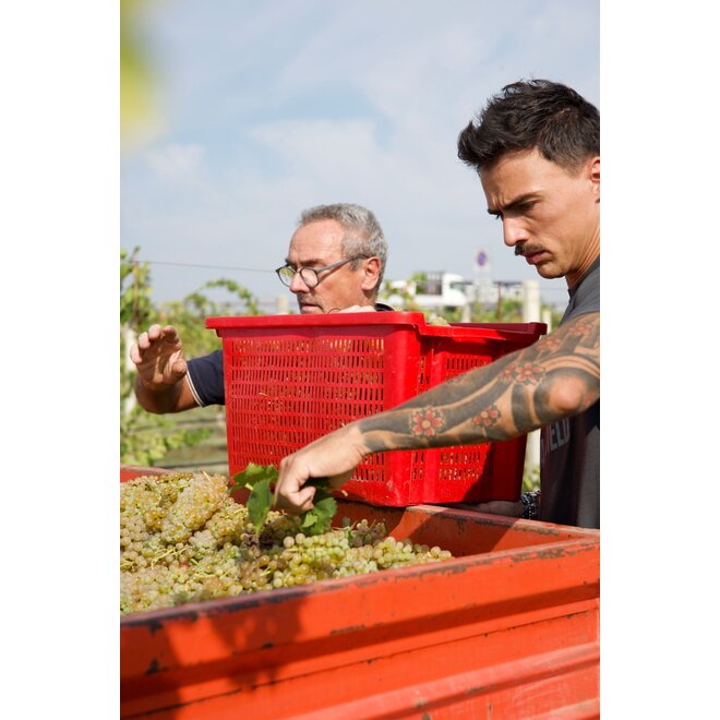 Vitivinicola Fangareggi Probierpaket (Emilia-Romagna)