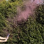 Rookkanon gender reveal | Roze