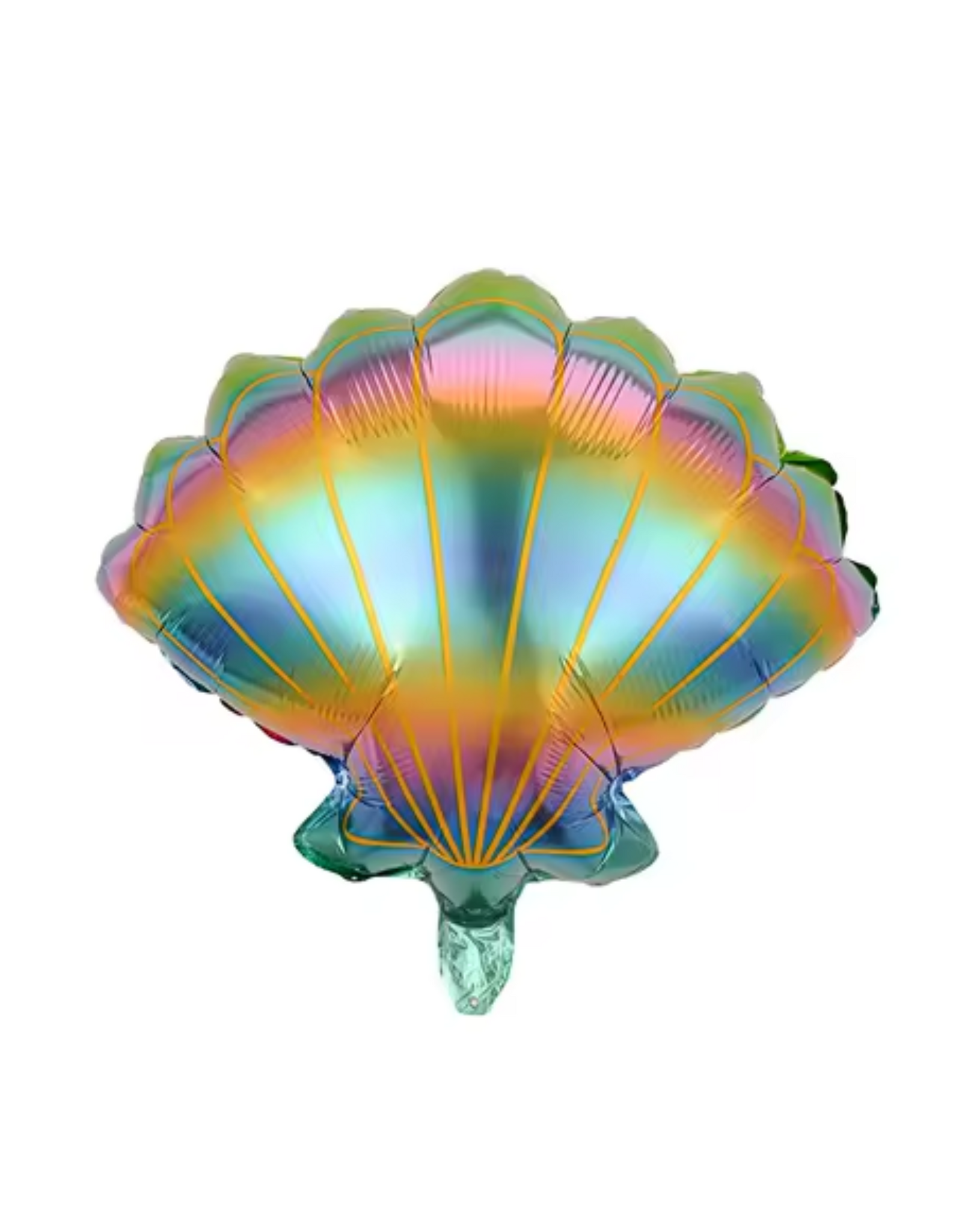 regenboog schelp 50 cm